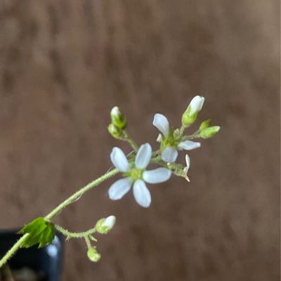 Boykinia occidentalis - Coastal Brookfoam