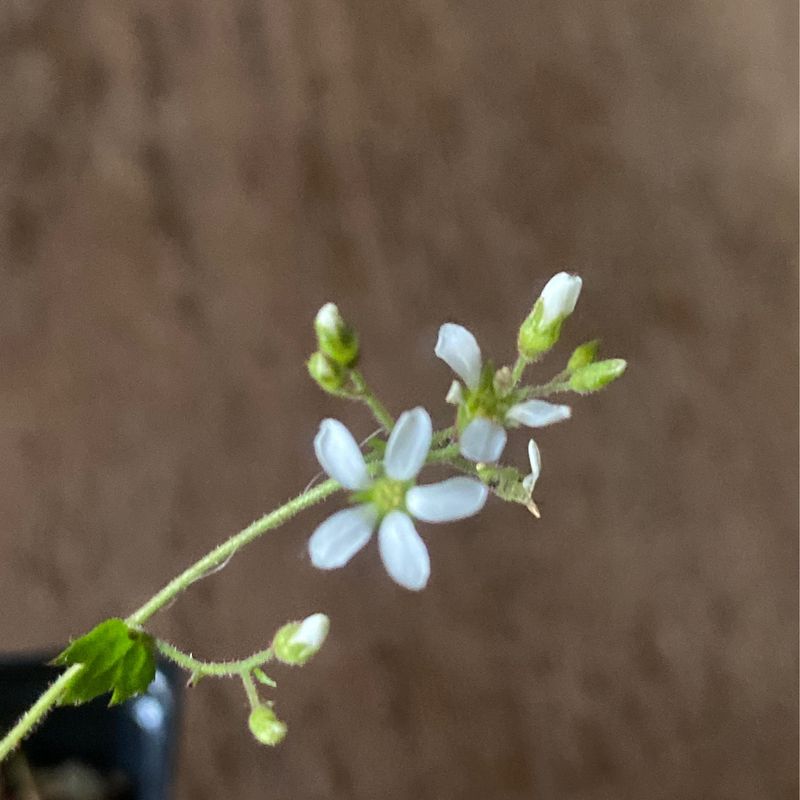 Boykinia occidentalis - Coastal Brookfoam