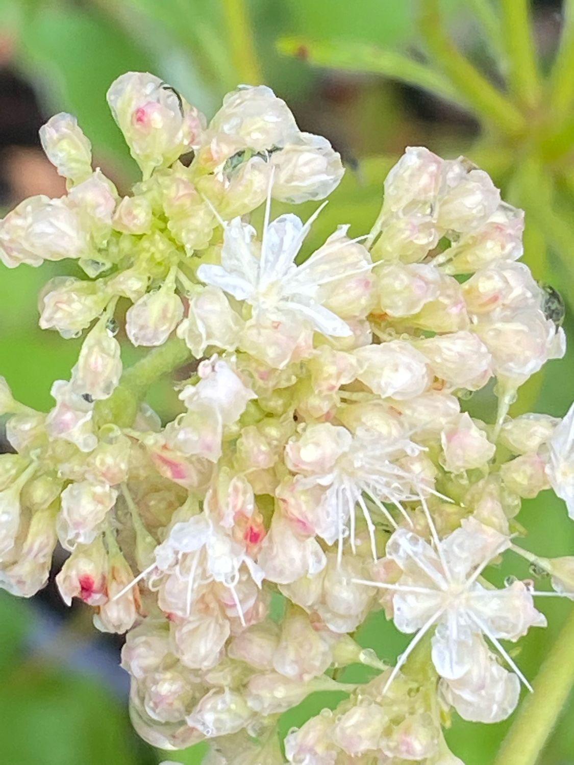 Eriogonum compositum - Arrowleaf Buckwheat