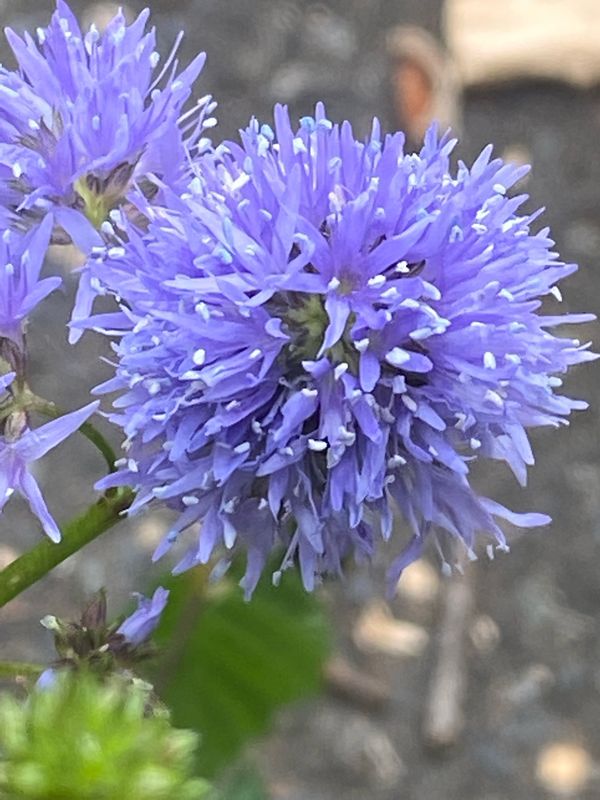 Gilia capitata - Bluehead Gilia, Globe Gilia