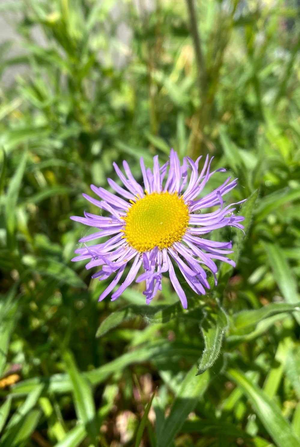 Erigeron speciosus - Showy Fleabane