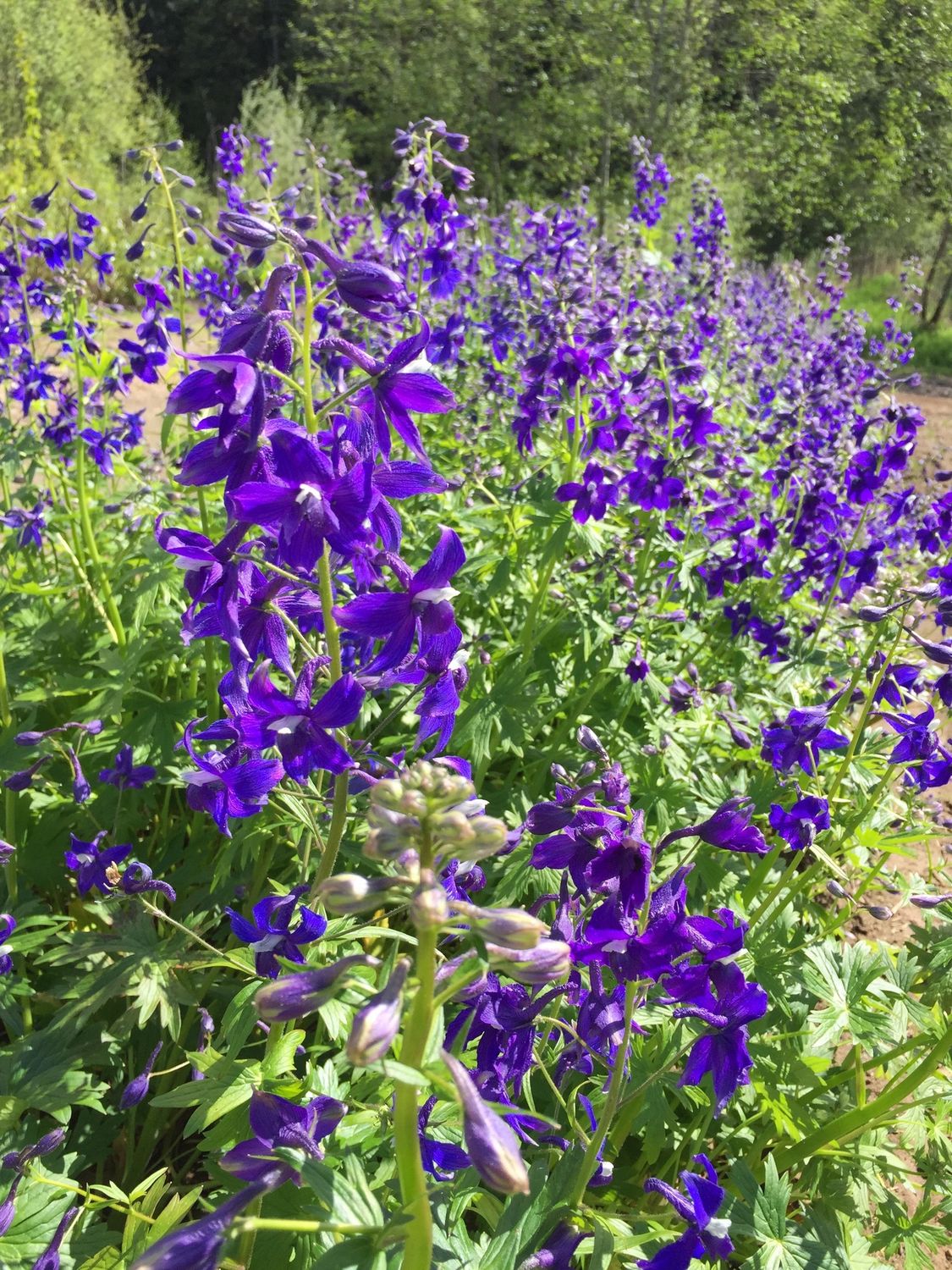Delphinium nuttallii - Nuttall&#39;s Larkspur