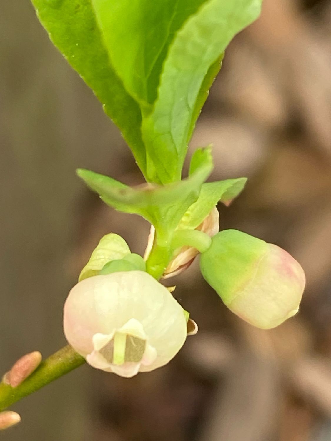 Vaccinium cespitosum - Dwarf  Huckleberry