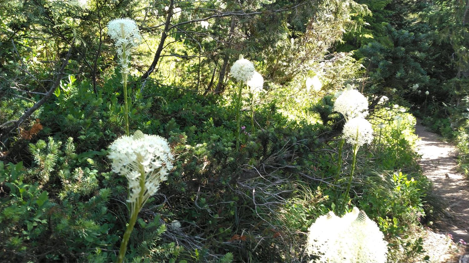 Xerophyllum tenax - Common Beargrass