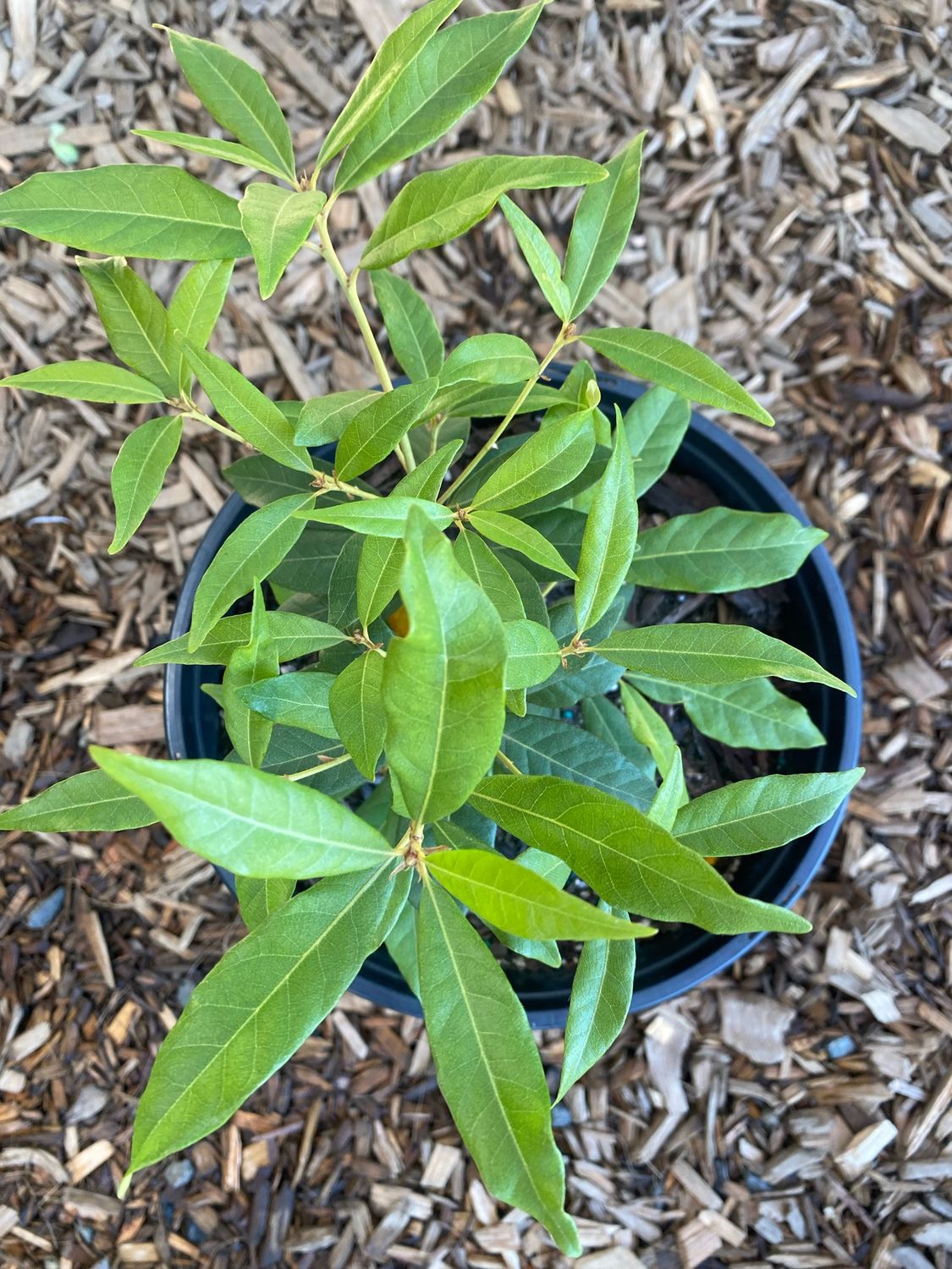 Chrysolepis sempervirens - Bush Chinquapin