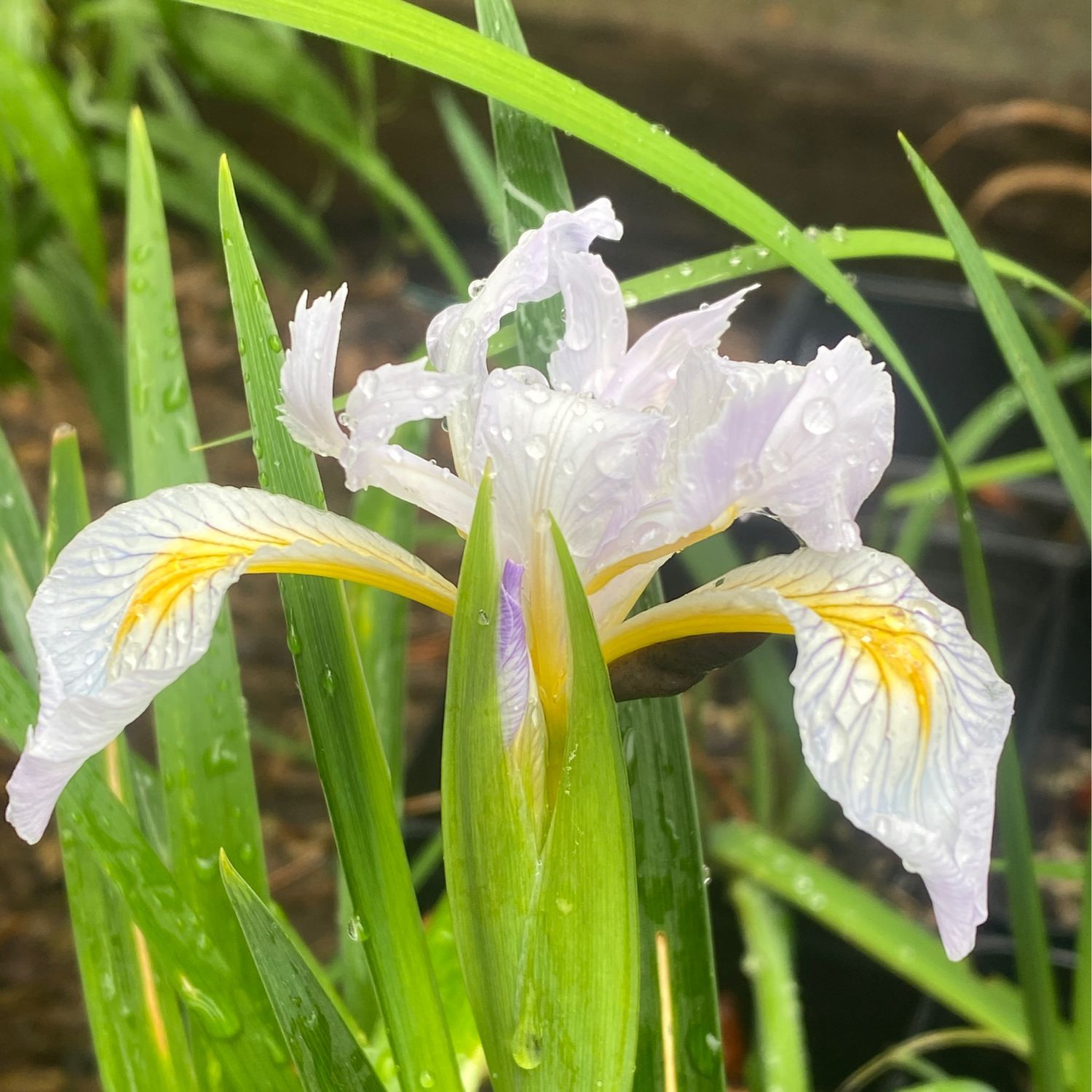 Iris ssp &#39;Pacific Coast Hybrid&#39; - Pacific Coast Hybrid Iris