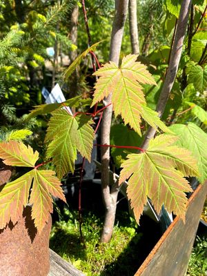 Acer glabrum - Rocky Mountain Maple