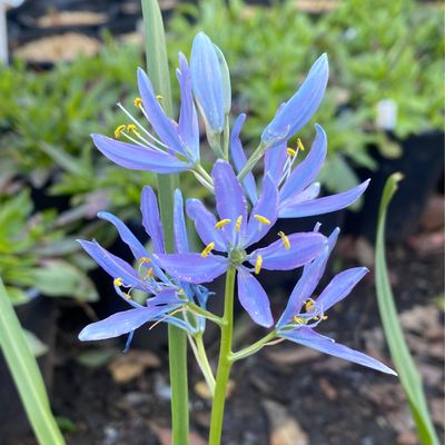 Camassia quamash spp. maxima - Common Camas