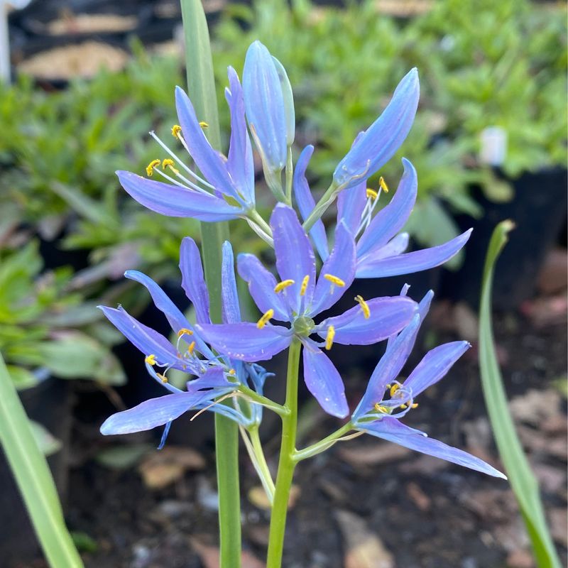 Camassia quamash spp. maxima - Common Camas