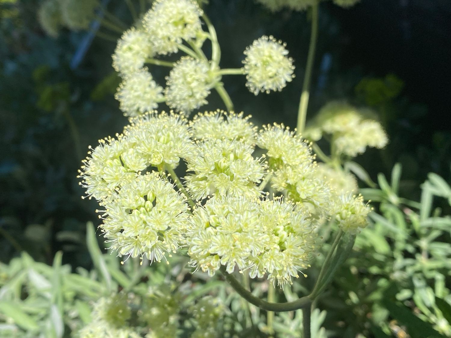 Eriogonum heracleoides - Parsnip Flowered Buckwheat