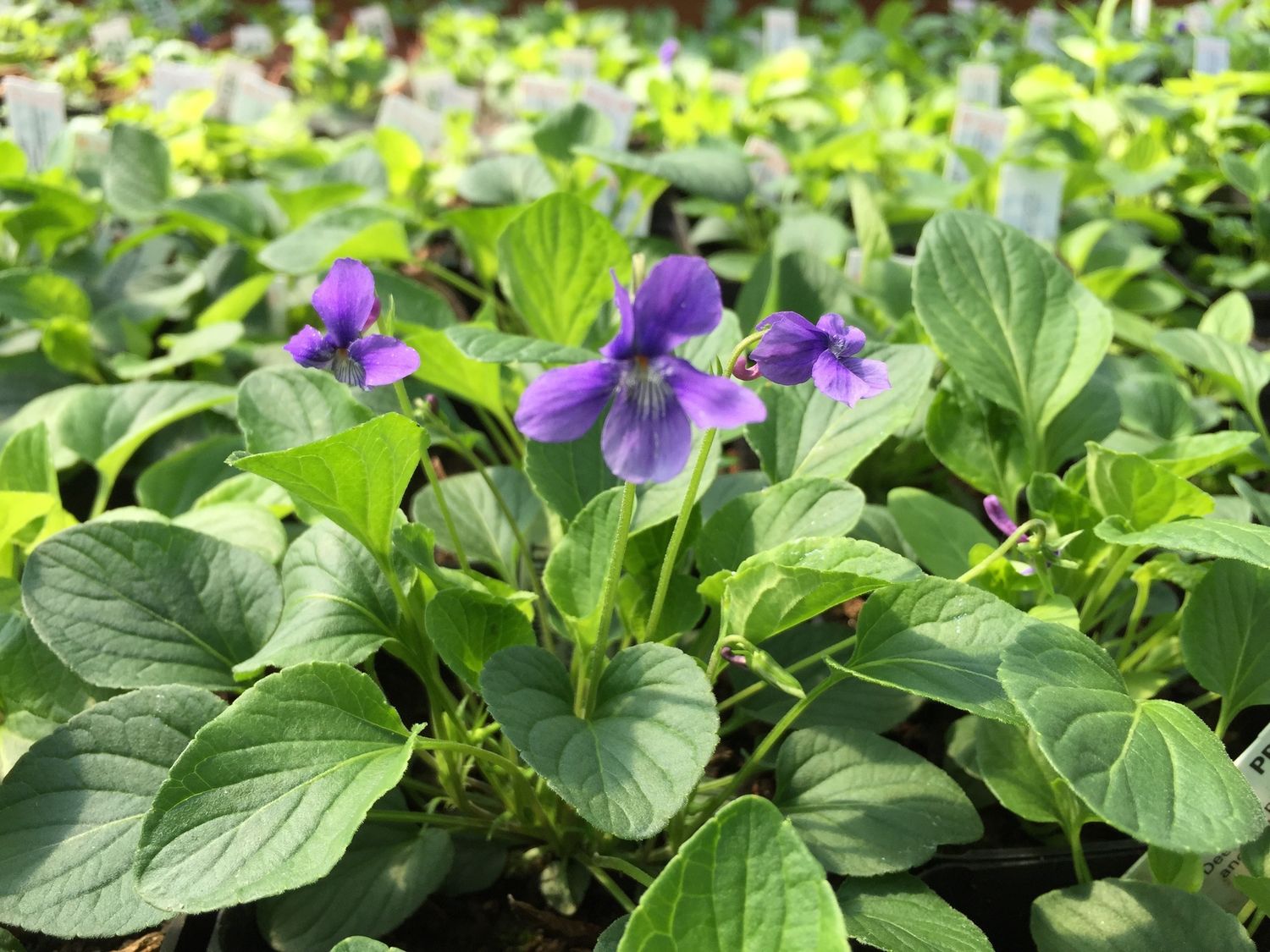 Viola adunca - Early Blue Violet or Hookedspur Violet