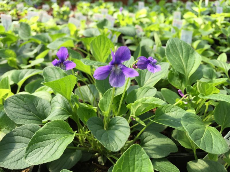 Viola adunca - Early Blue Violet or Hookedspur Violet