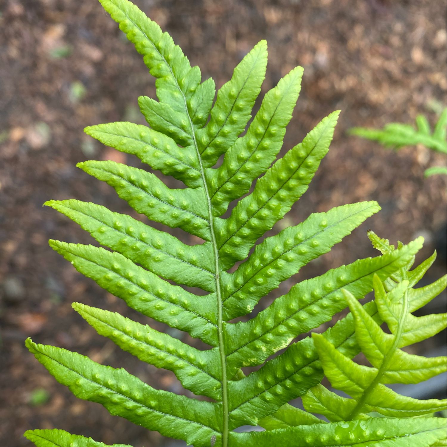 Polypodium glycyrrhiza - Licorice Fern