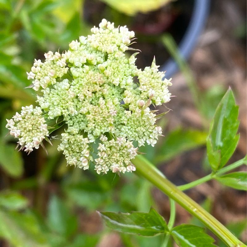 Oenanthe sarmentosa - Pacific Water Parsely