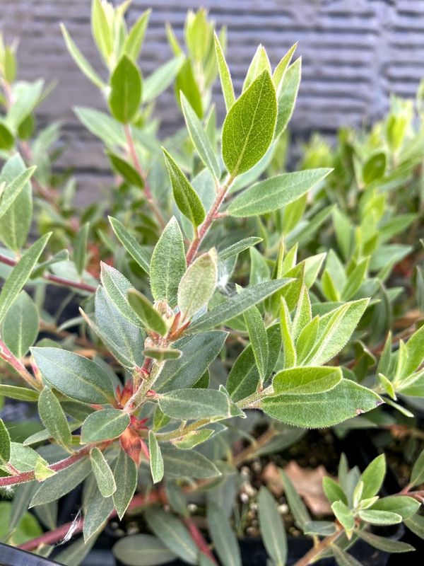 Arctostaphylos columbiana - Hairy Manzanita