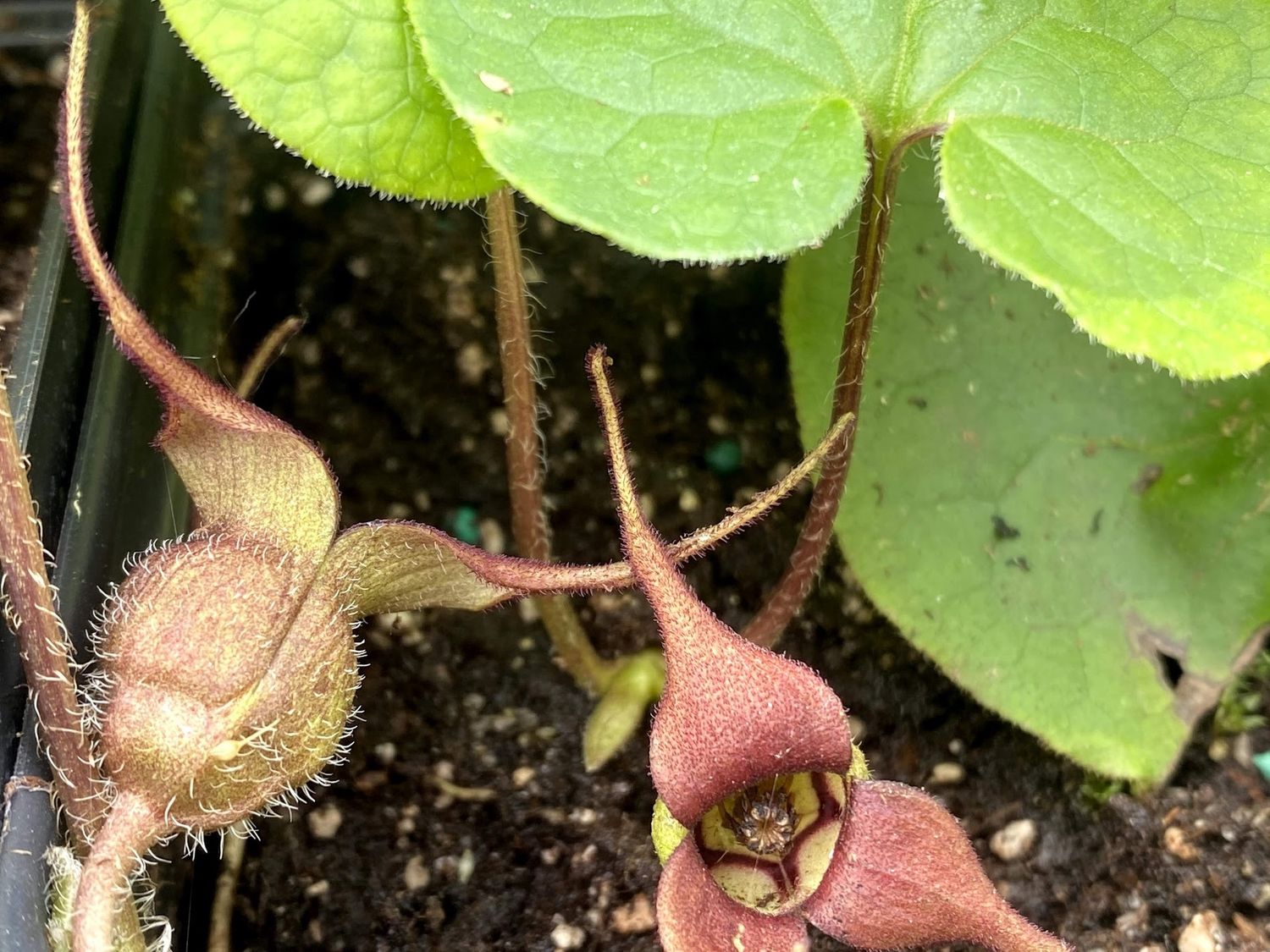 Asarum caudatum - Wild Ginger