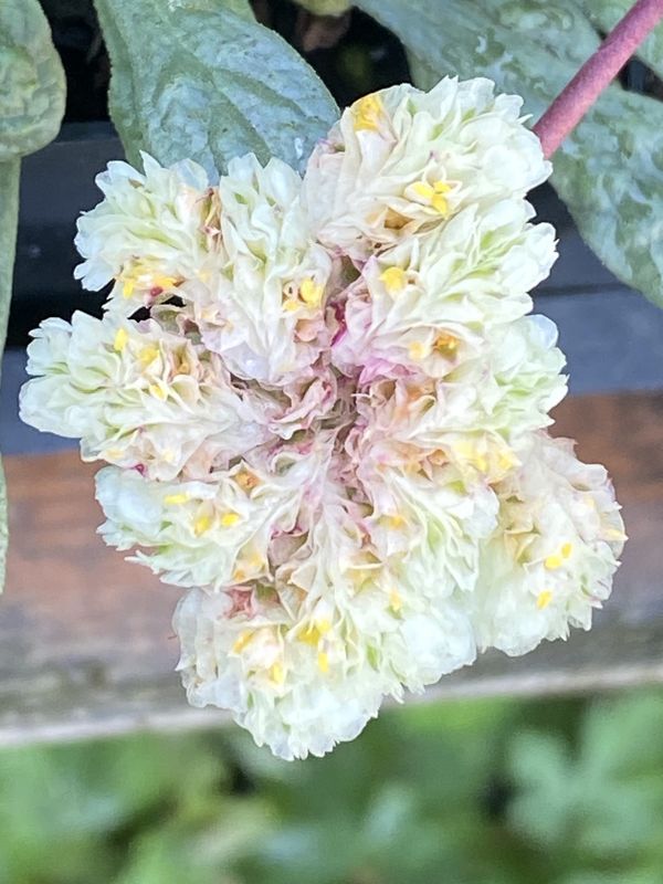 Calyptridium umbellatum - Pussypaws