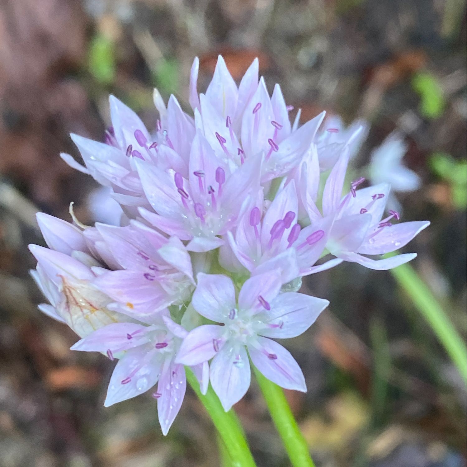 Allium amplectens - Narrowleaf Onion