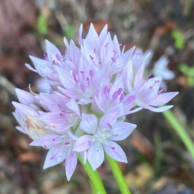 Allium amplectens - Narrowleaf Onion
