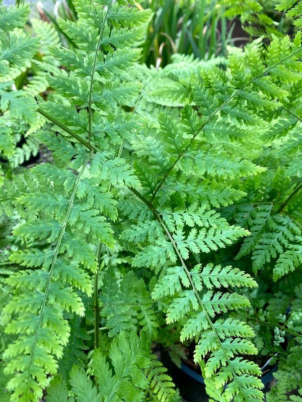 Dryopteris expansa - Spreading Wood Fern