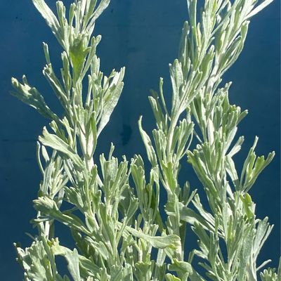 Artemisia tridentata ssp. tridentata -  Big Sagebrush