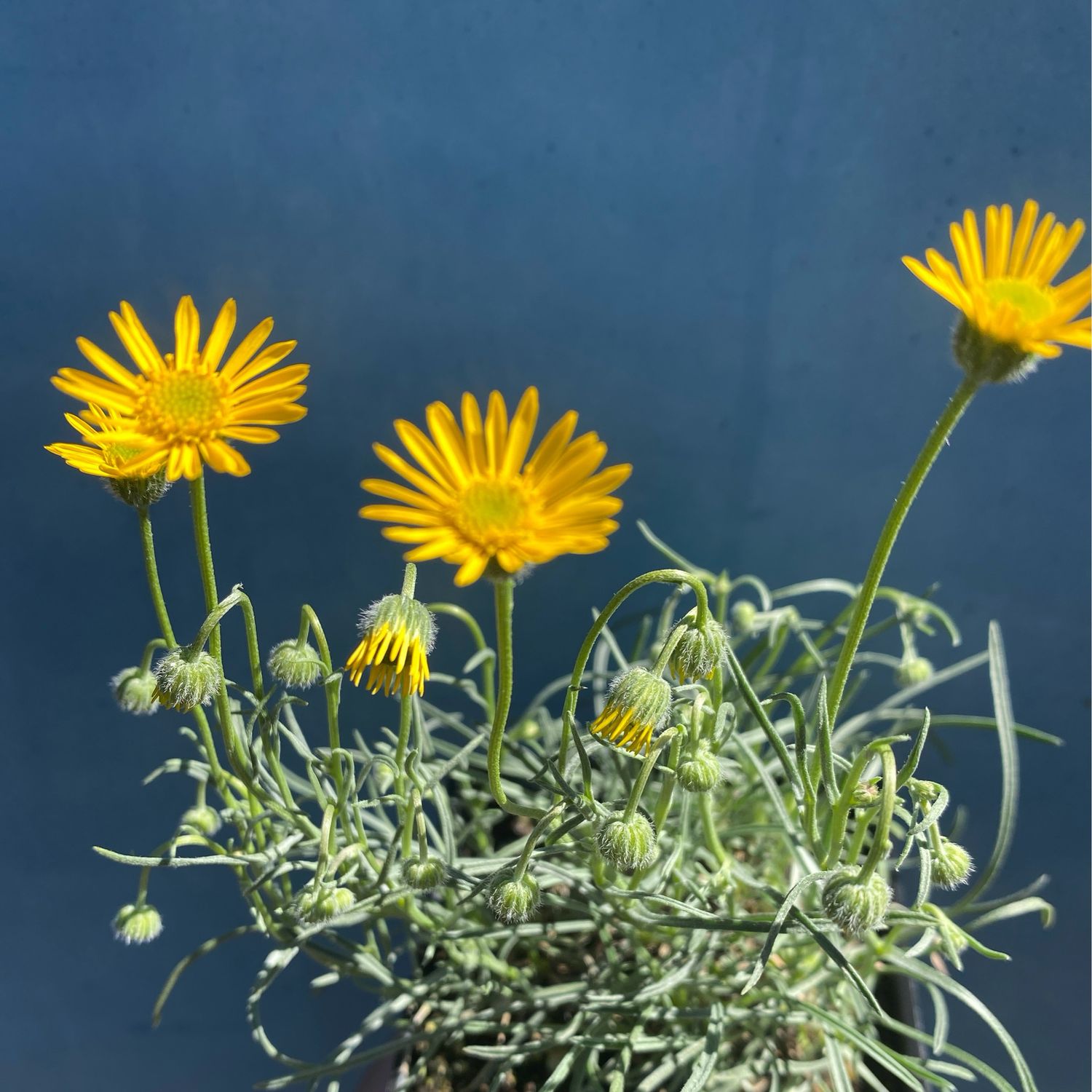 Erigeron linearis - Desert Yellow Daisy