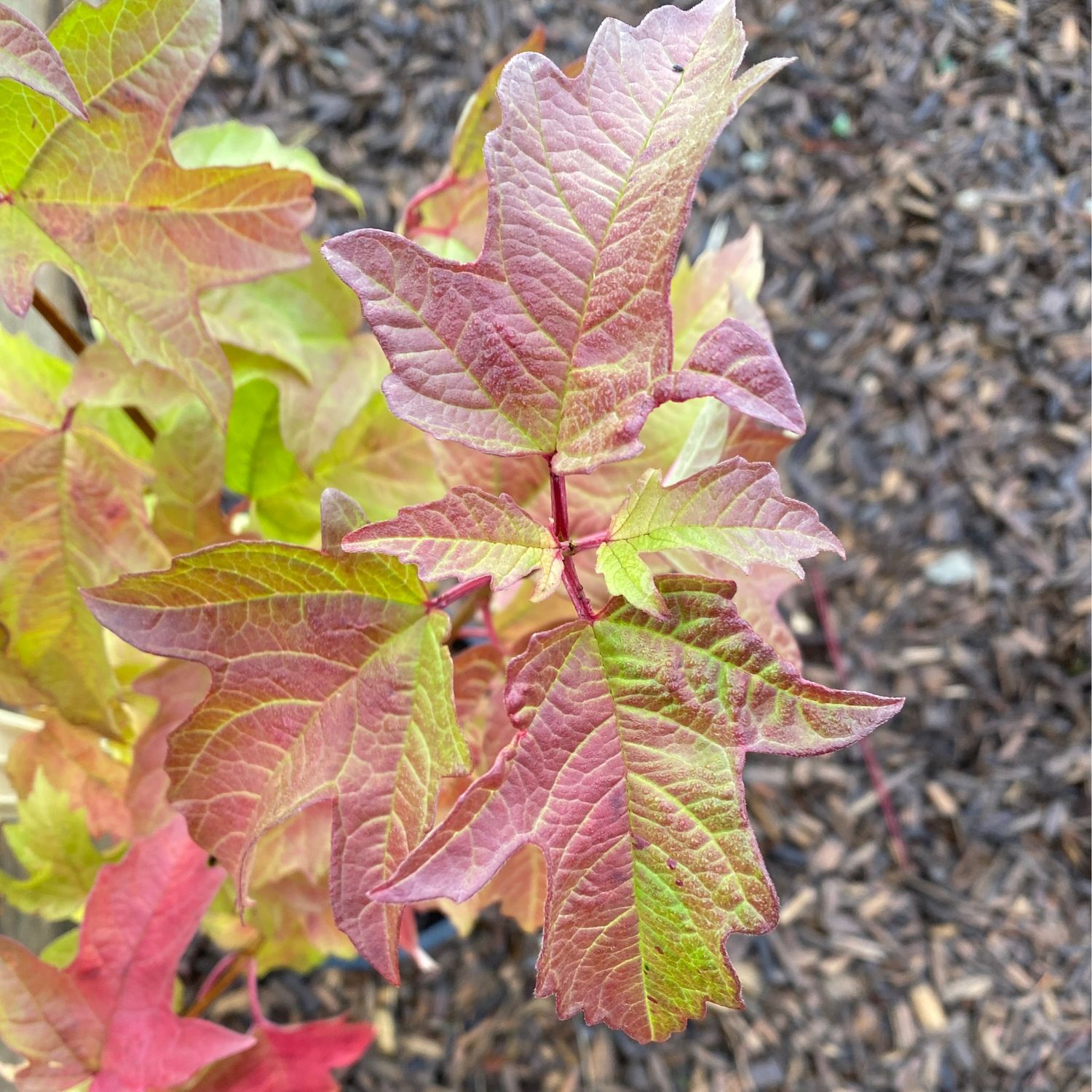 Viburnum edule - Squashberry