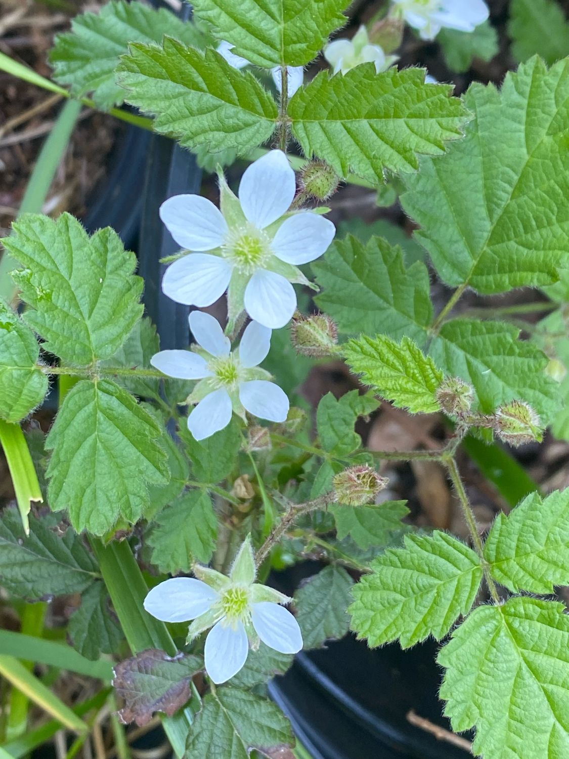 Rubus ursinus - Pacific Blackberry, Dewberry