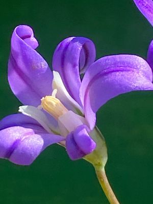 Brodiaea coronaria - Crown Brodiaea