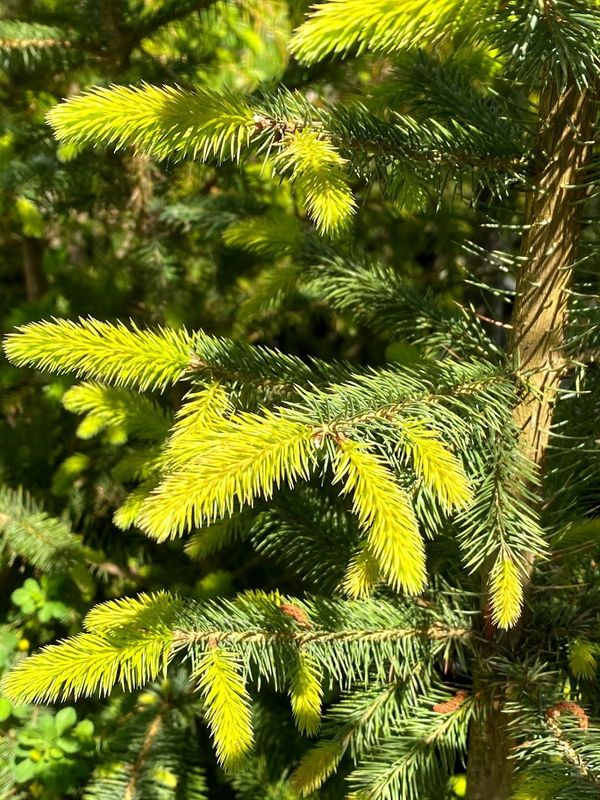 Picea sitchensis - Sitka Spruce