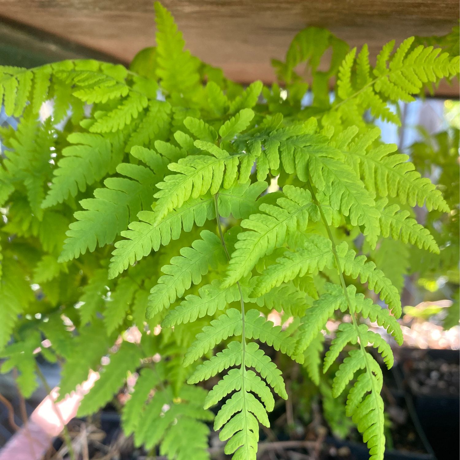 Gymnocarpium disjunctum - Pacific Oak fern