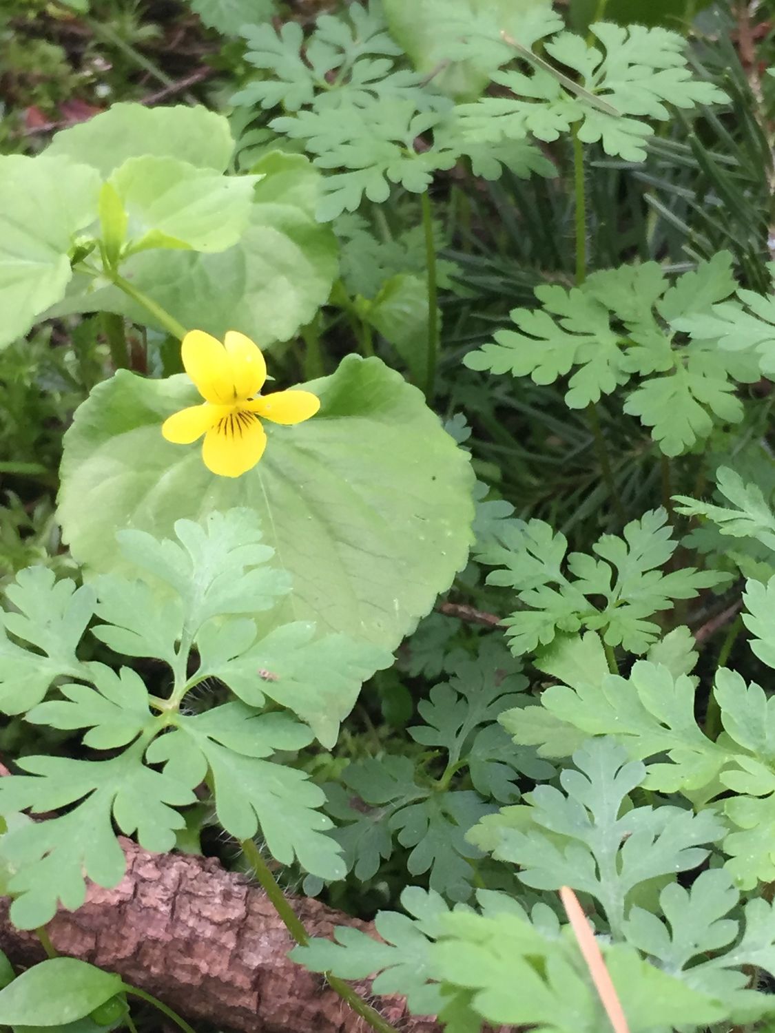 Viola nuttallii v. praemorsa - Canary Violet