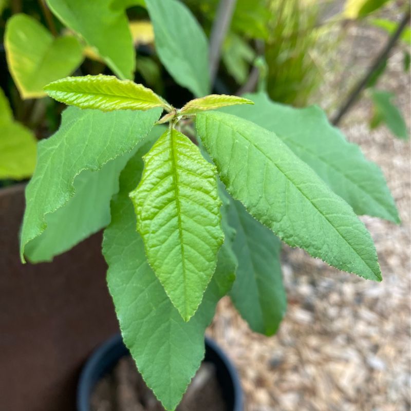 Prunus emarginata - Bitter Cherry