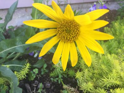Balsamorhiza sagittata - Arrowleaf Balsamroot