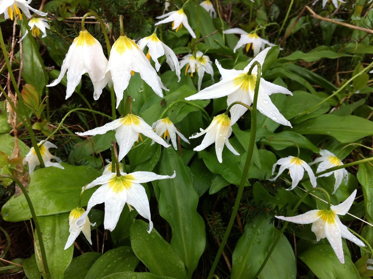 Erythronium montanum - White Avalanche Lily