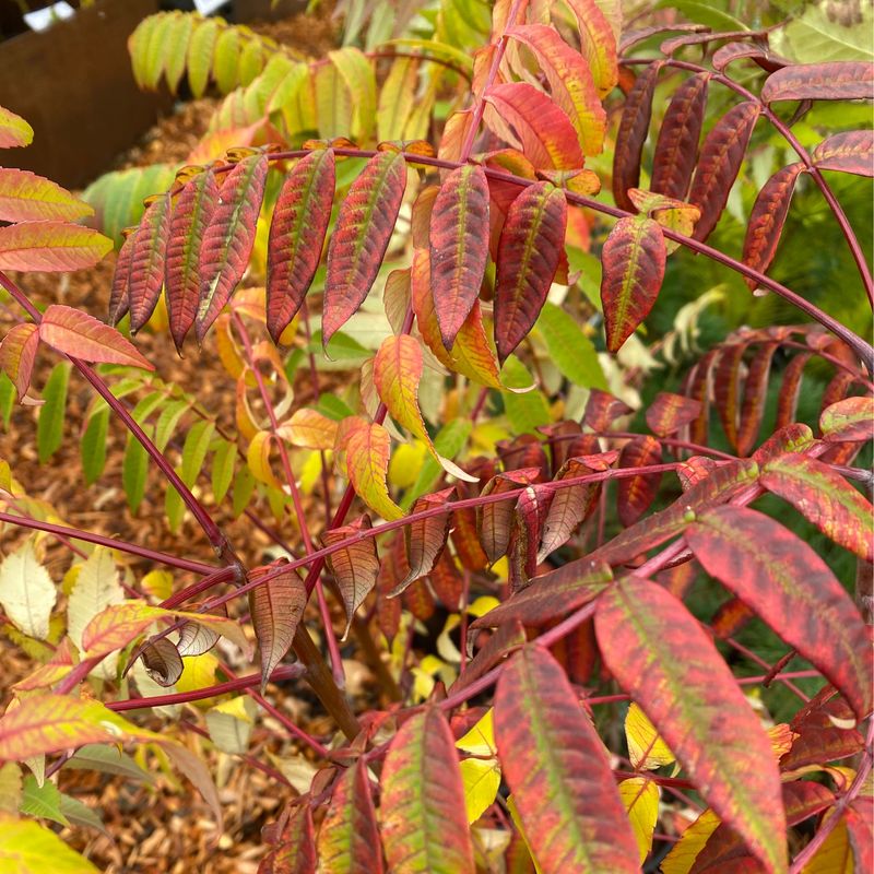 Rhus glabra - Smooth Sumac