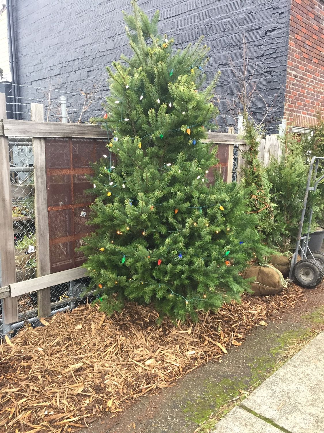 Pseudotsuga menziesii - Douglas Fir