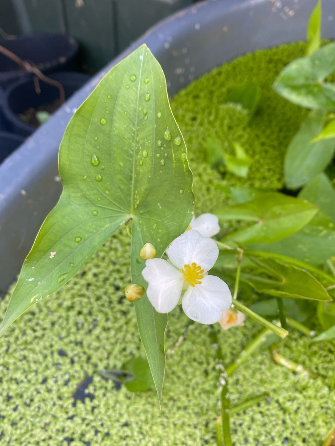 Sagittaria latifolia - Broadleaf Arrowhead, Wapato