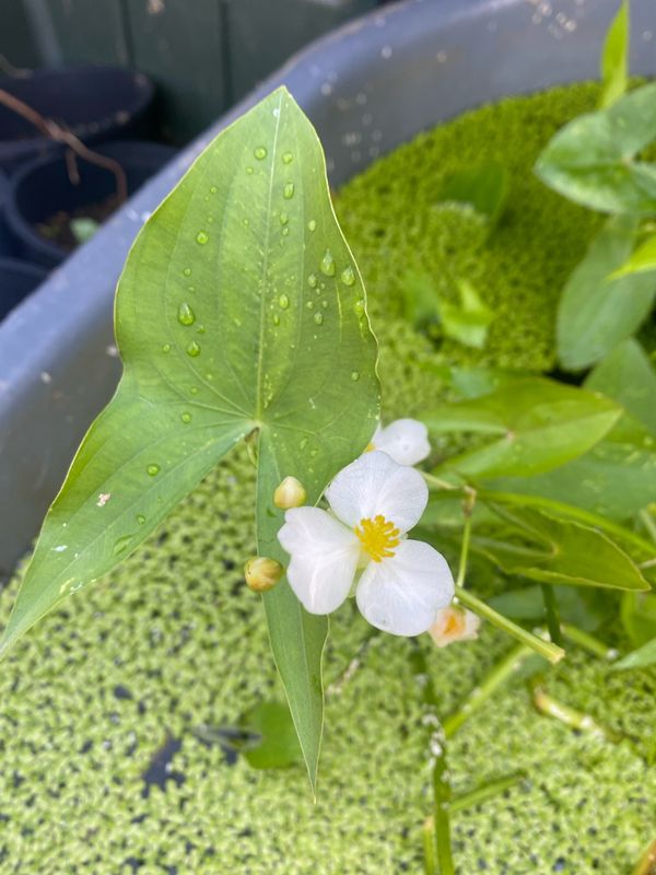 Sagittaria latifolia - Broadleaf Arrowhead, Wapato