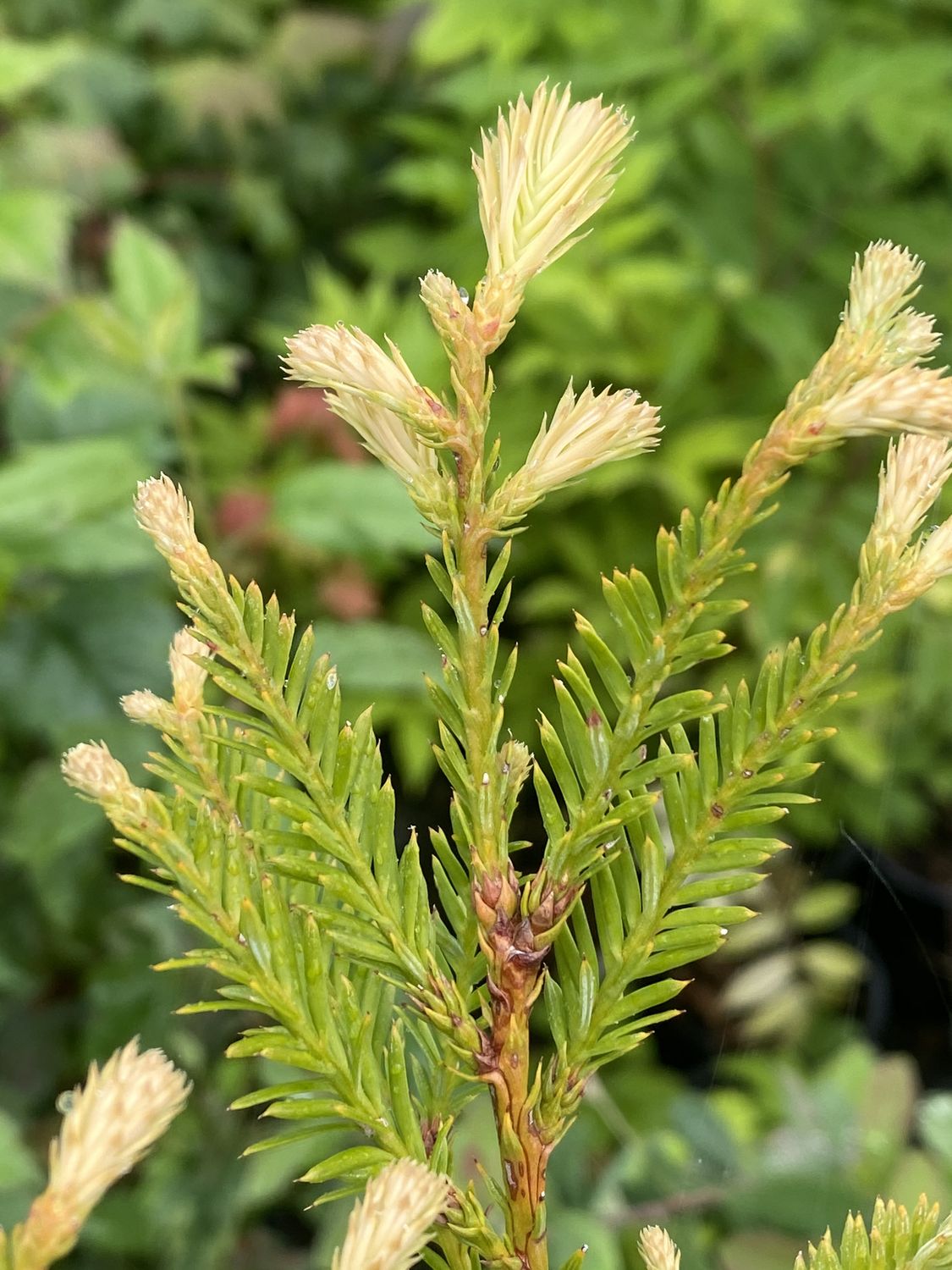 Sequoia sempervirens - Coast Redwood
