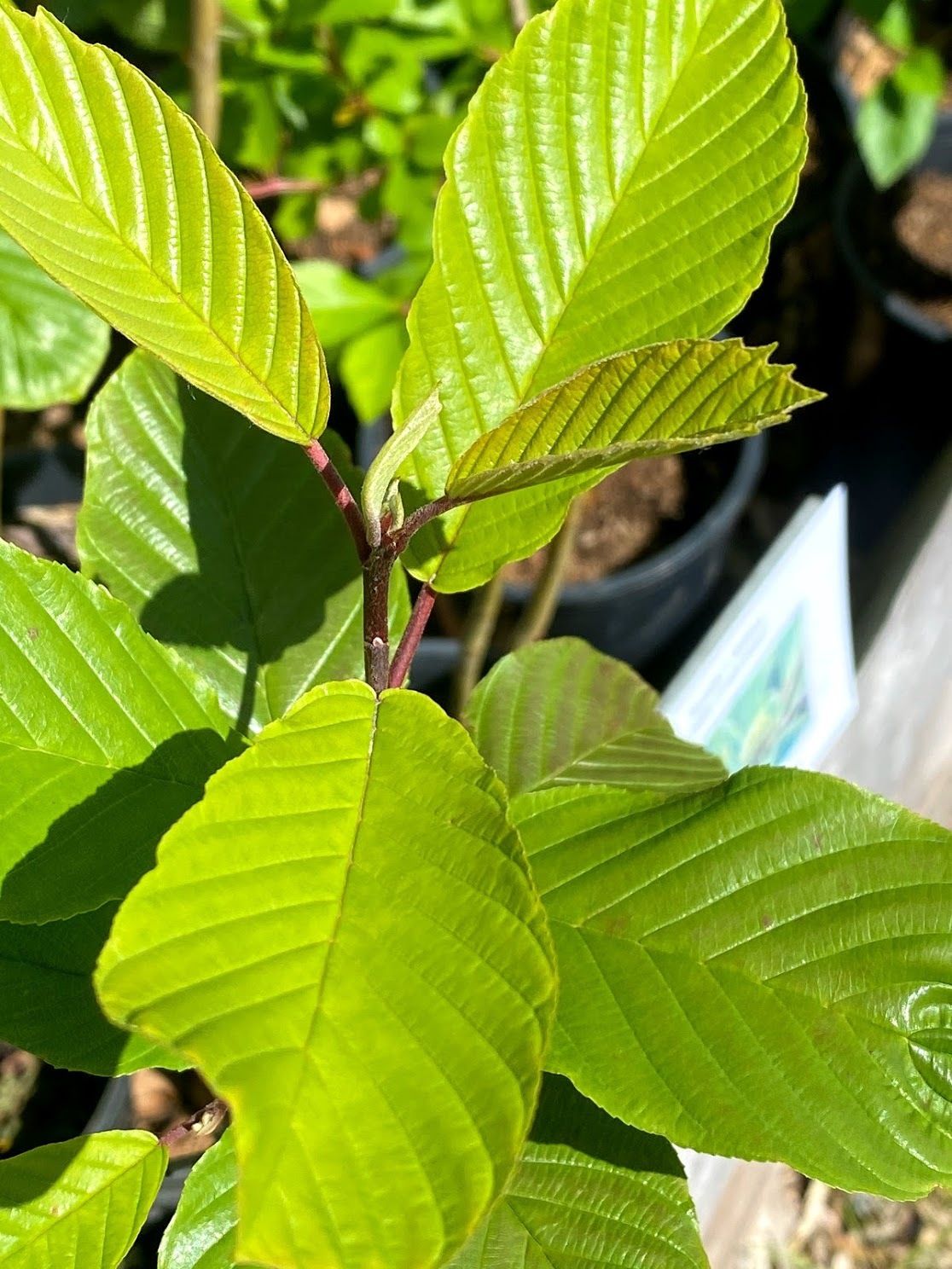 Frangula purshiana - Cascara