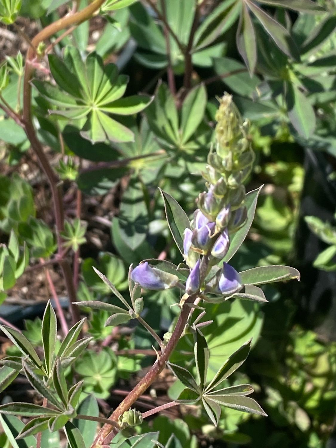 Lupinus latifolius - Broadleaf Lupine