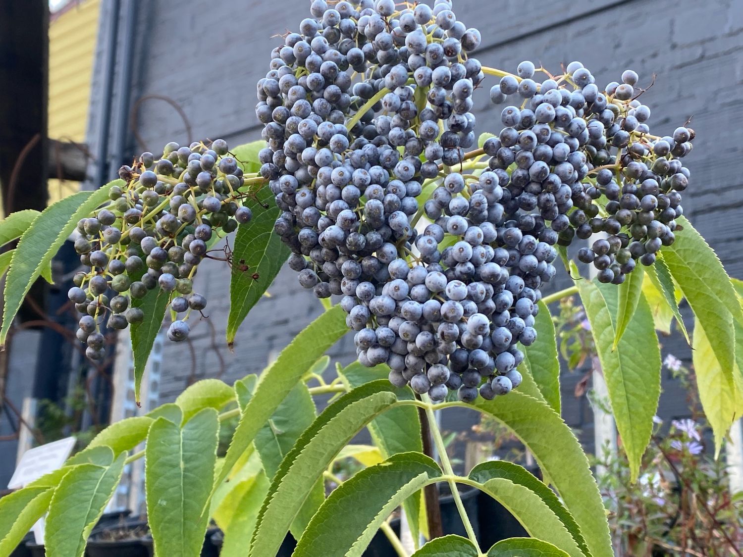 Sambucus cerulea - Blue Elderberry