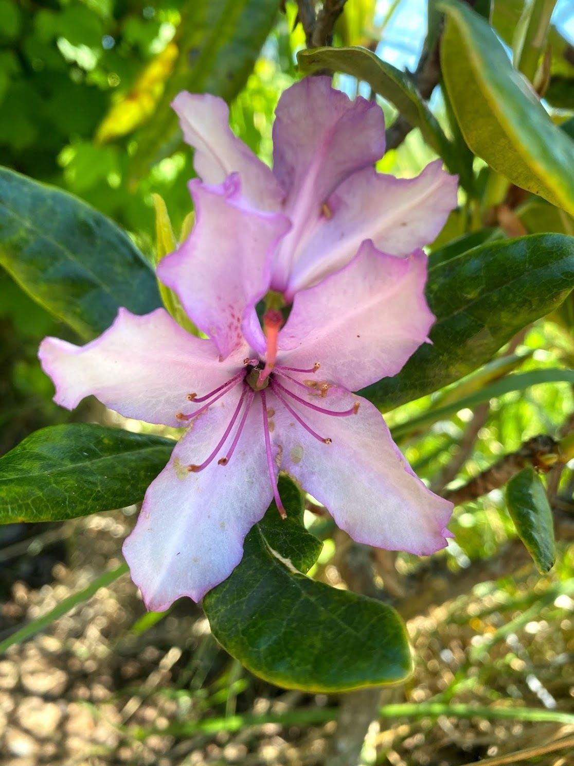 Rhododendron macrophyllum - Pacific Rhododendron
