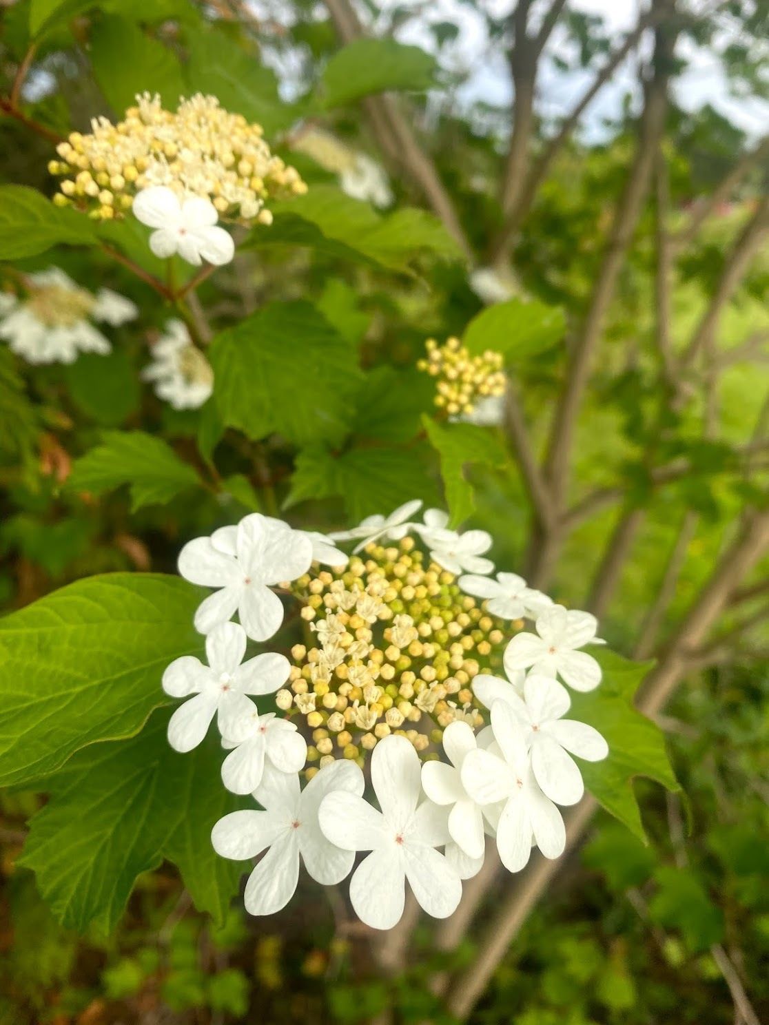 Viburnum opulus var. americanum - American Highbush Cranberry
