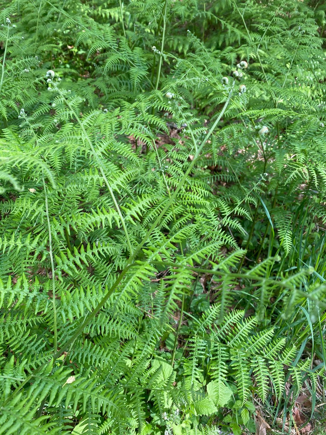 Pteridium aquilinum - Western Bracken Fern