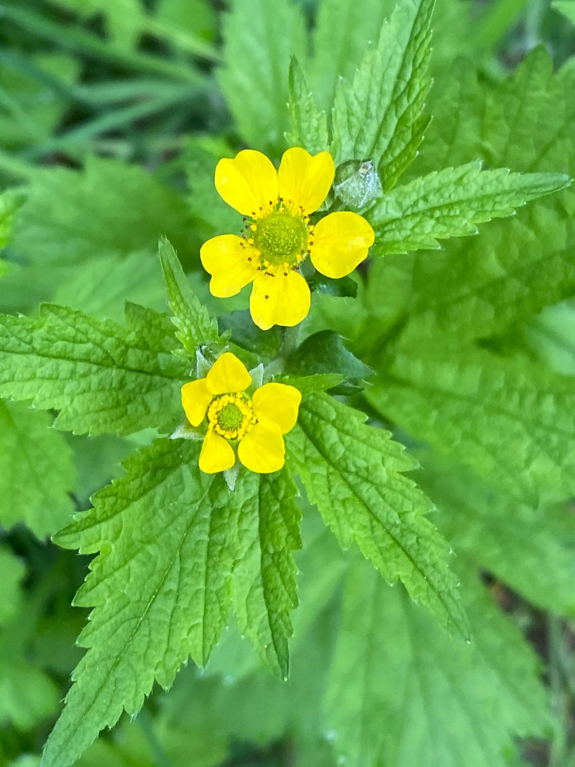 Geum macrophyllum - Largeleaf Avens