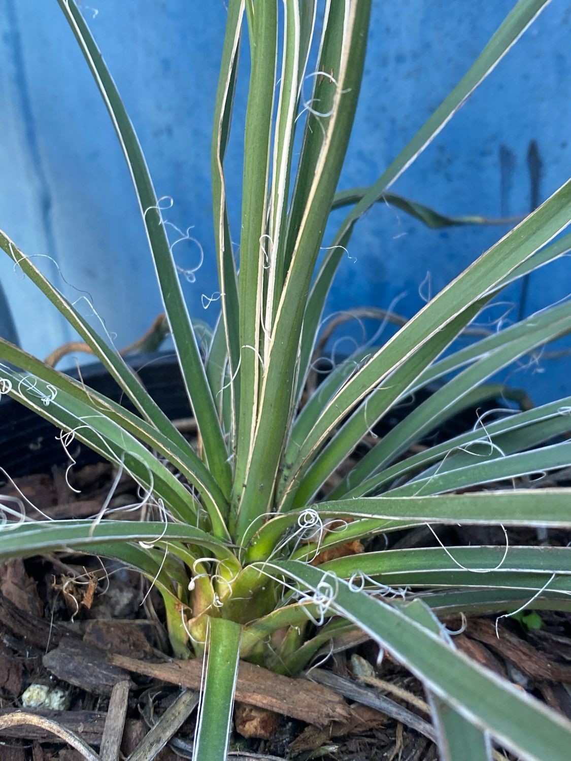 Yucca glauca - Soapweed Yucca