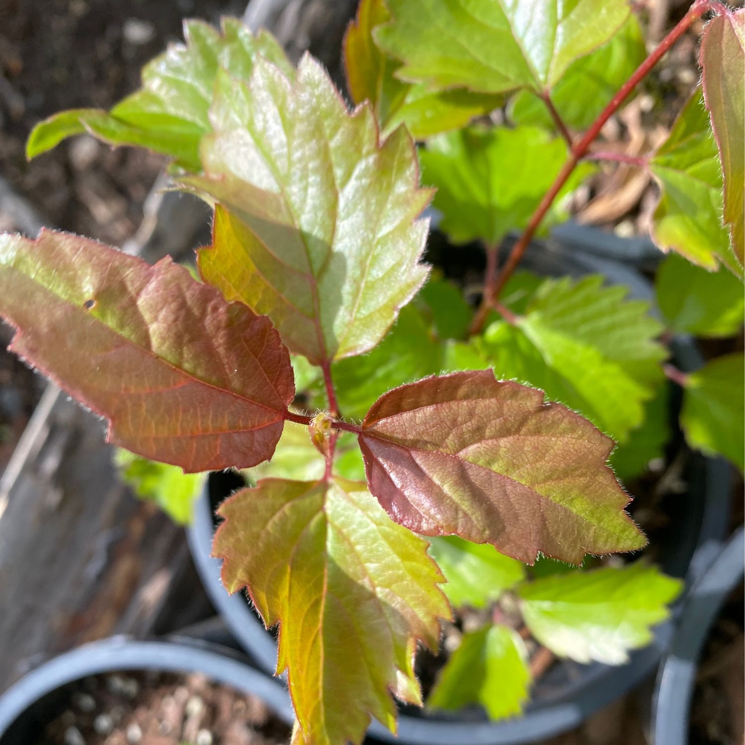Viburnum ellipticum - Oval Leaf Viburnum