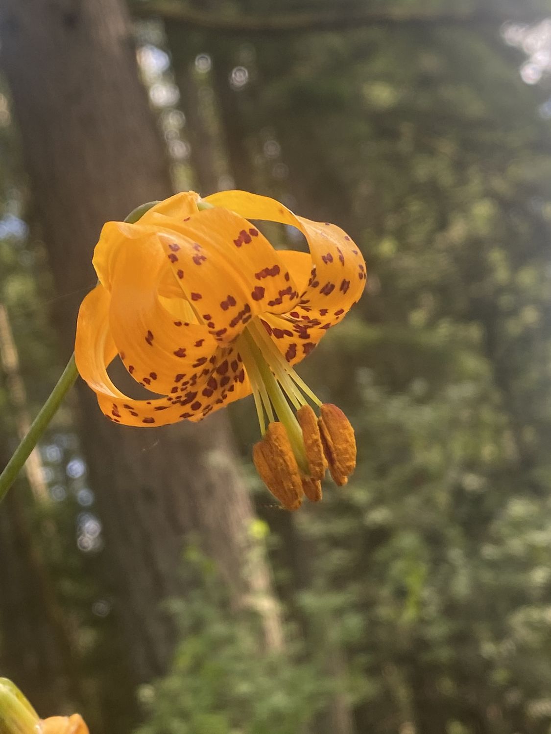Lilium columbianum - Columbia Lily, Tiger Lily